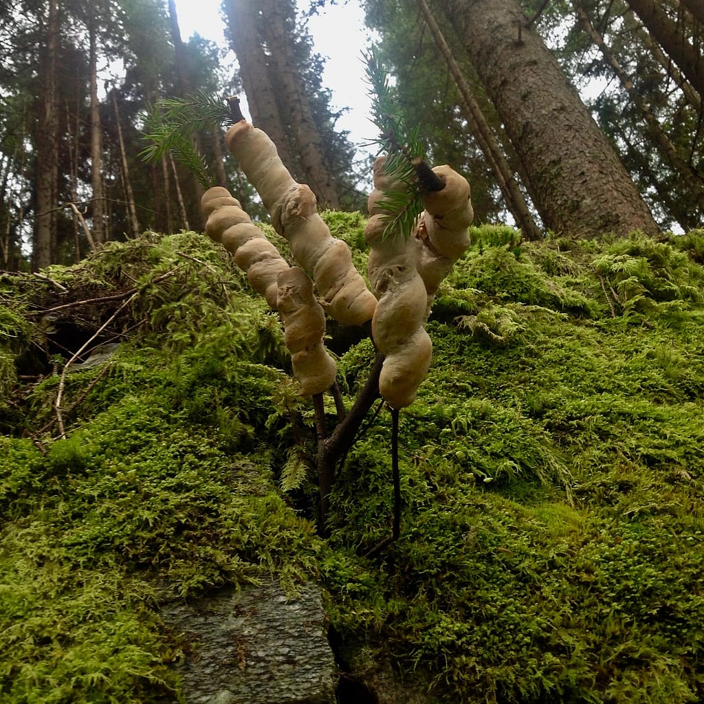 Wie schmeckt Bad Gastein ? 8 Wie schmeckt Bad Gastein ? 8